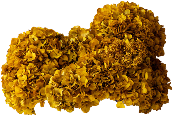 SOMA DRIED AND PRESERVED FLOWER ARRANGEMENT IN ROSITA BOWL