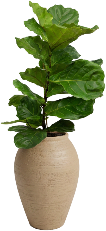 Ficus Lyrata Fiddle Leaf Fig In Ecopot Large